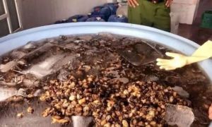 Cận Tết, 1.3 tấn thịt ốc ngâm hóa chất bị phanh phui: Chuyên gia khuyến cáo...