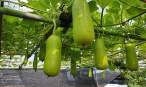 Chàng trai ‘gây sốt’ với vườn nông sản Việt trĩu quả trên sân thượng ở Hàn Quốc