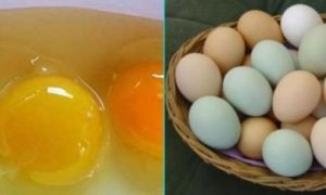 Đập trứng gà ra bát thấy lòng đỏ màu đậm và nhạt khác nhau: Ăn loại nào tốt hơn?