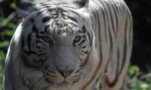 Hổ Bengal sổng chuồng 'làm loạn', Indonesia phải bắn hạ 1 con