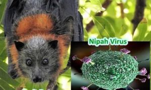 Virus Nipah gây phù não được cảnh báo có thể là đại dịch tiếp theo: Chưa có...