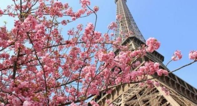 Bỏ túi kinh nghiệm ngắm hoa anh đào Paris