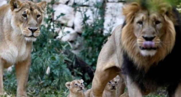 Tám con sư tử ở vườn thú Ấn Độ mắc Covid-19