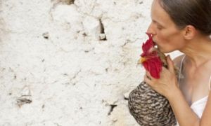CDC Mỹ khuyến cáo người dân không… hôn gà