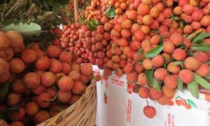 Bất ngờ giá bán quả vải Việt Nam ở siêu thị Nhật lên tới nửa triệu mỗi kg