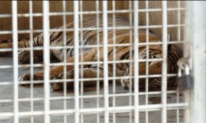 Số phận 9 con hổ được giải cứu còn sống bây giờ ra sao?