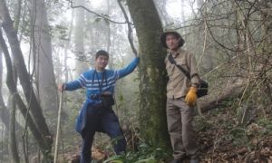 Bí ẩn từ những rừng chè shan tuyết ngàn năm tuổi trên đỉnh Fansipan