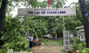Hà Nội: Bão số 7 gây mưa lớn cả ngày, nhiều cây xanh bật gốc, đè bẹp 