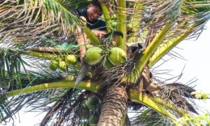 Dừa sáp Việt giá 600.000 đồng/quả ‘cháy hàng’ tại Australia