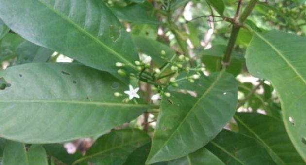 Phát hiện 'cây sau sân nhà' ở Samoa có thể giúp trị ung thư, Covid-19