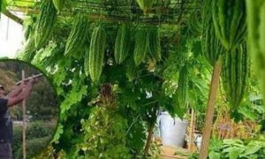 Người đàn ông gốc Việt làm giàn mướp, bí, trồng rau như ở quê nhà giữa đất Pháp