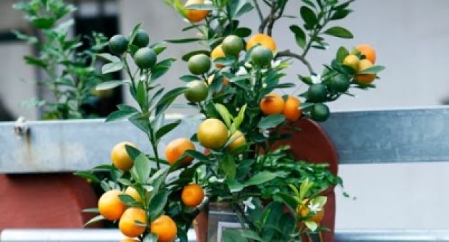 4 loại cây ăn quả thích hợp trồng ở ban công