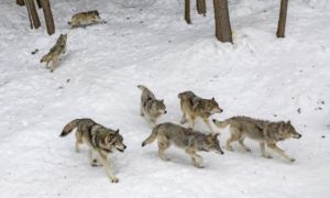 Pháp: Đàn sói bất ngờ xổng chuồng đúng giờ tham quan