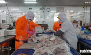 Nam Việt xuất khẩu hơn 20 triệu USD cá tra thành phẩm trong tháng 1-2022
