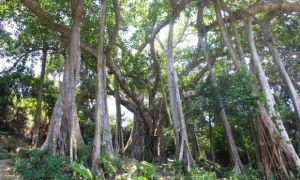 Cây đa hơn 800 năm tuổi trên bán đảo Sơn Trà