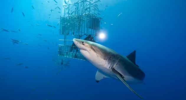 5 loài cá mập nguy hiểm nhất hành tinh