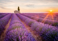 Những điều cần biết trước khi đến thăm những cánh đồng hoa oải hương của Pháp vào mùa hè này