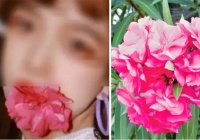 Trả giá vì trào lưu ngậm hoa có độc chụp ảnh