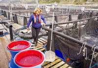Những phụ nữ thay đổi nghề cá ở châu Âu
