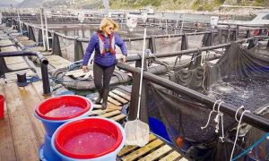 Những phụ nữ thay đổi nghề cá ở châu Âu