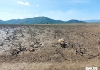 Khẩn trương xử lý hàng chục ha rừng ngập mặn bị chết ở Hà Tĩnh