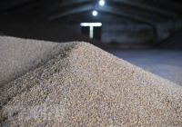 Công ty của Indonesia tham gia vận chuyển ngũ cốc từ Nga