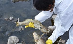Đức: Chất cực độc làm cá nổi hàng loạt trên sông Oder