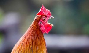 Chuyện lạ nước Đức: Hàng xóm kiện nhau ra tòa vì chú gà gáy 200 lần/ngày