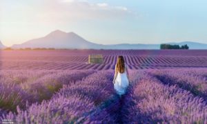 Bắt lấy sắc tím mộng mơ nơi cánh đồng hoa oải hương nước Pháp