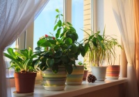 6 bước đơn giản giúp mùa đông bừng sáng với các chậu cây trong nhà