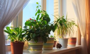6 bước đơn giản giúp mùa đông bừng sáng với các chậu cây trong nhà