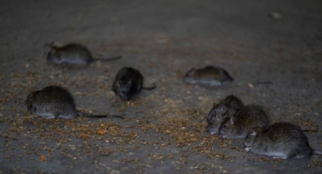 Nghiên cứu chỉ ra hàng triệu con chuột ở New York có thể mắc Covid-19
