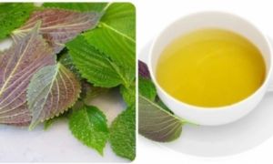 Tác dụng bất ngờ của lá tía tô