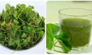 Uống nước rau má mỗi ngày có tốt không?