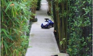 Làm đẹp sân vườn với tre, trúc