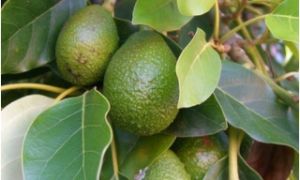 Khắc phục điểm xấu bằng thực phẩm tốt