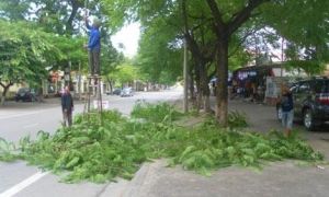 Ra nước ngoài học trồng cây xanh, sao lại cười?