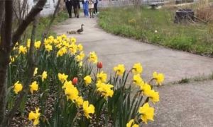 Bài học không-thể-thiếu của trẻ mầm non ở Mỹ, Nhật