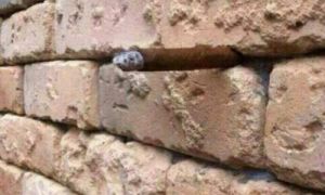 Chỉ 1% số người trên thế giới thấy điều bất thường trong ảnh này