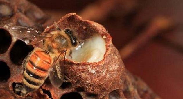 Sự thật về sữa ong chúa: Do ong chúa hay con người tạo ra?