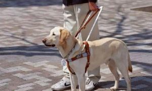 Người mù, Con chó và sự im lặng tôn trọng của người Đức