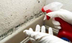 Tác hại của nấm mốc và các biện pháp phòng tránh sưởi ấm, thông gió đúng cách