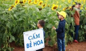 Bức xúc với hình ảnh phản cảm của giới trẻ tại lễ hội hoa hướng dương