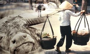 Mua gian bán lận, sau khi chết chuyển sinh làm trâu để trả nợ