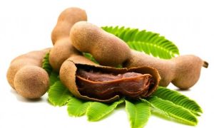 Cây dại bờ rào Việt Nam thành thần dược đắt giá toàn thế giới