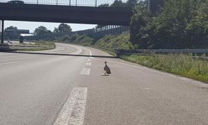 Đóng cửa Autobahn A3 ở gần Köln trong nửa giờ sau khi những chú vịt con bị xe...