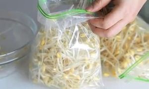 Cách bảo quản giá đỗ dùng 7 ngày mà vẫn còn mới nguyên