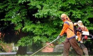 Người Việt ở Mỹ với nghề cắt cỏ: Cắn răng chấp nhận tiếng “cướp cơm”