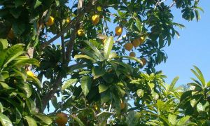 Tìm ra loại quả người Việt để rụng đầy vườn nhưng được Đức và phương Tây lùng...