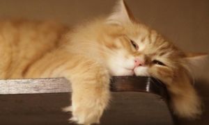 Triết lý thành công của những “kẻ lười biếng”: Cứ đủng đỉnh mà đi thôi, đừng...